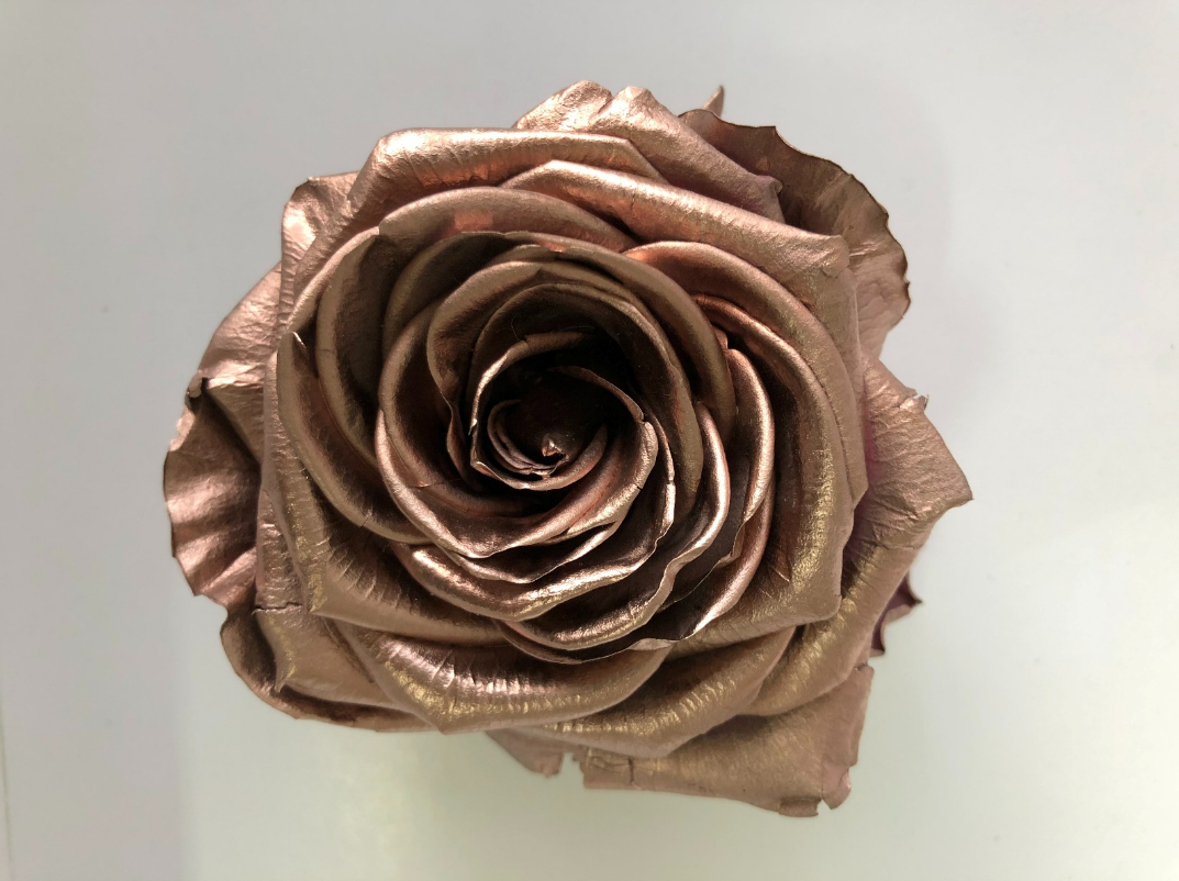 Rosa premium oro rosa cabeza