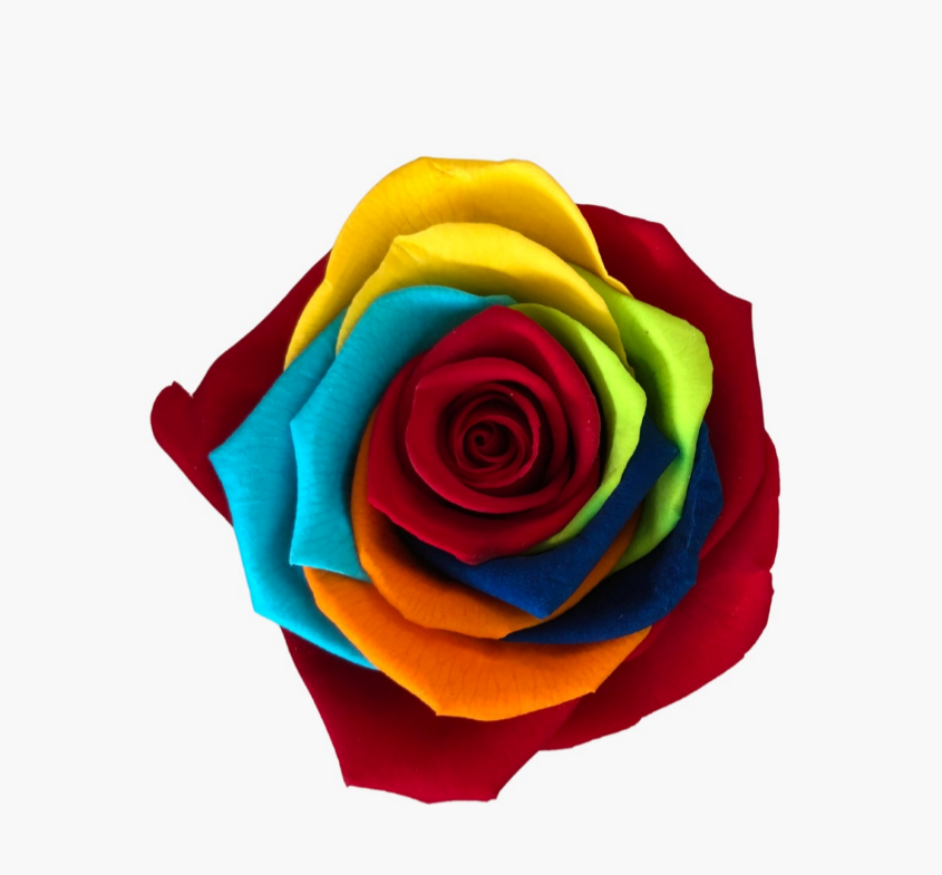 Rosa estándar Arcoiris