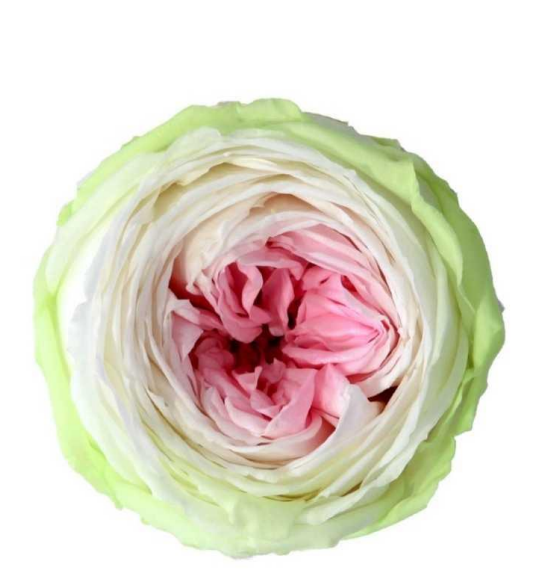 Rosa de Jardín Tricolor