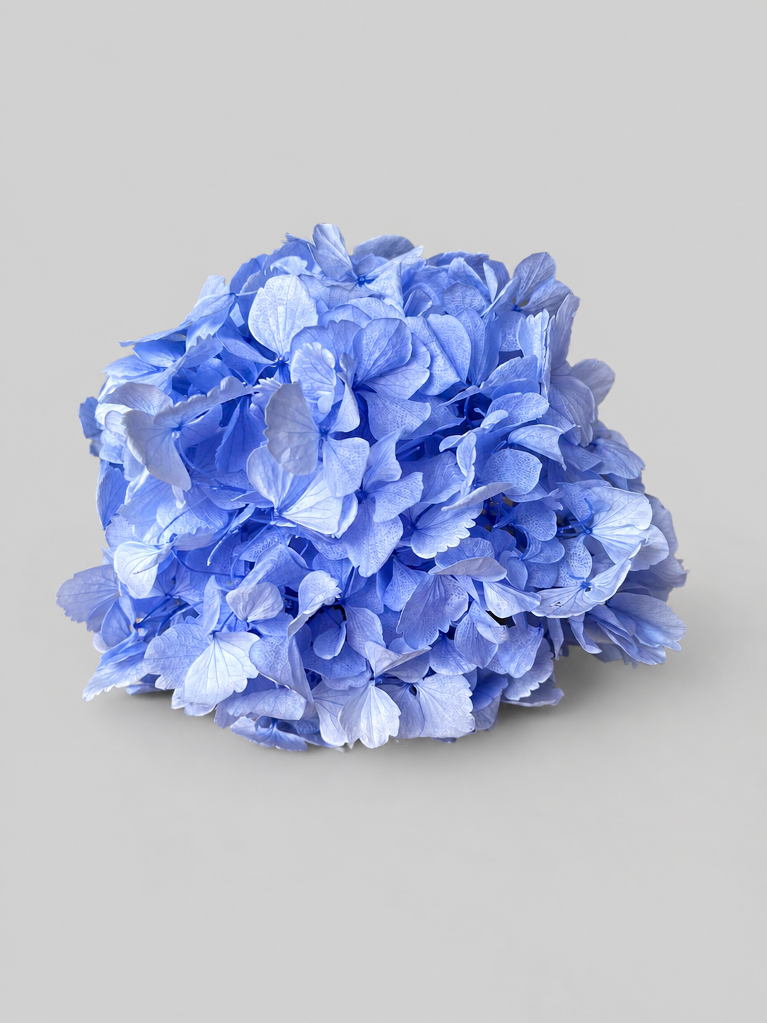 Hortensia Azul Princesa