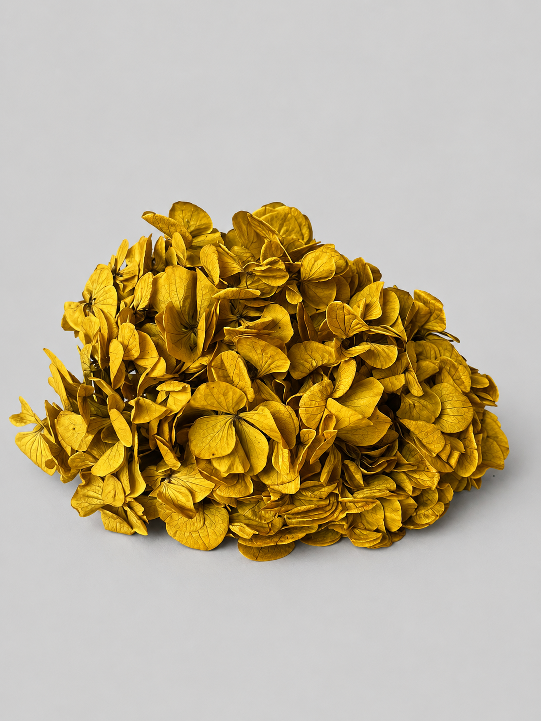 Hortensia Pistacho