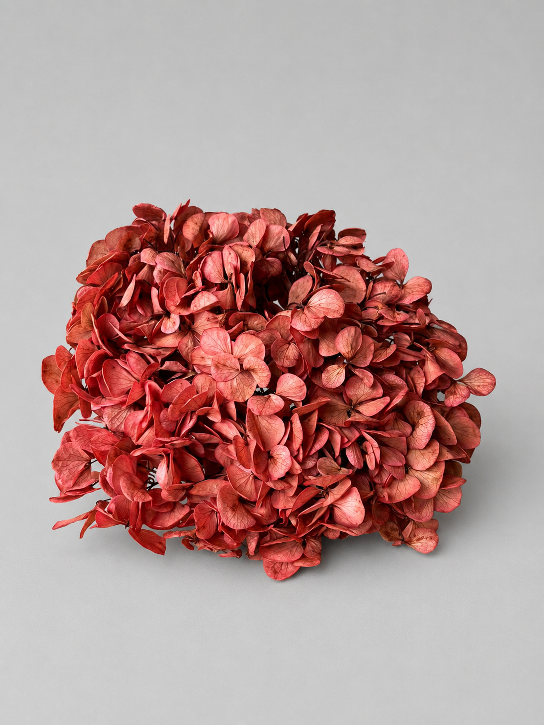 Hortensia Palo de Rosa