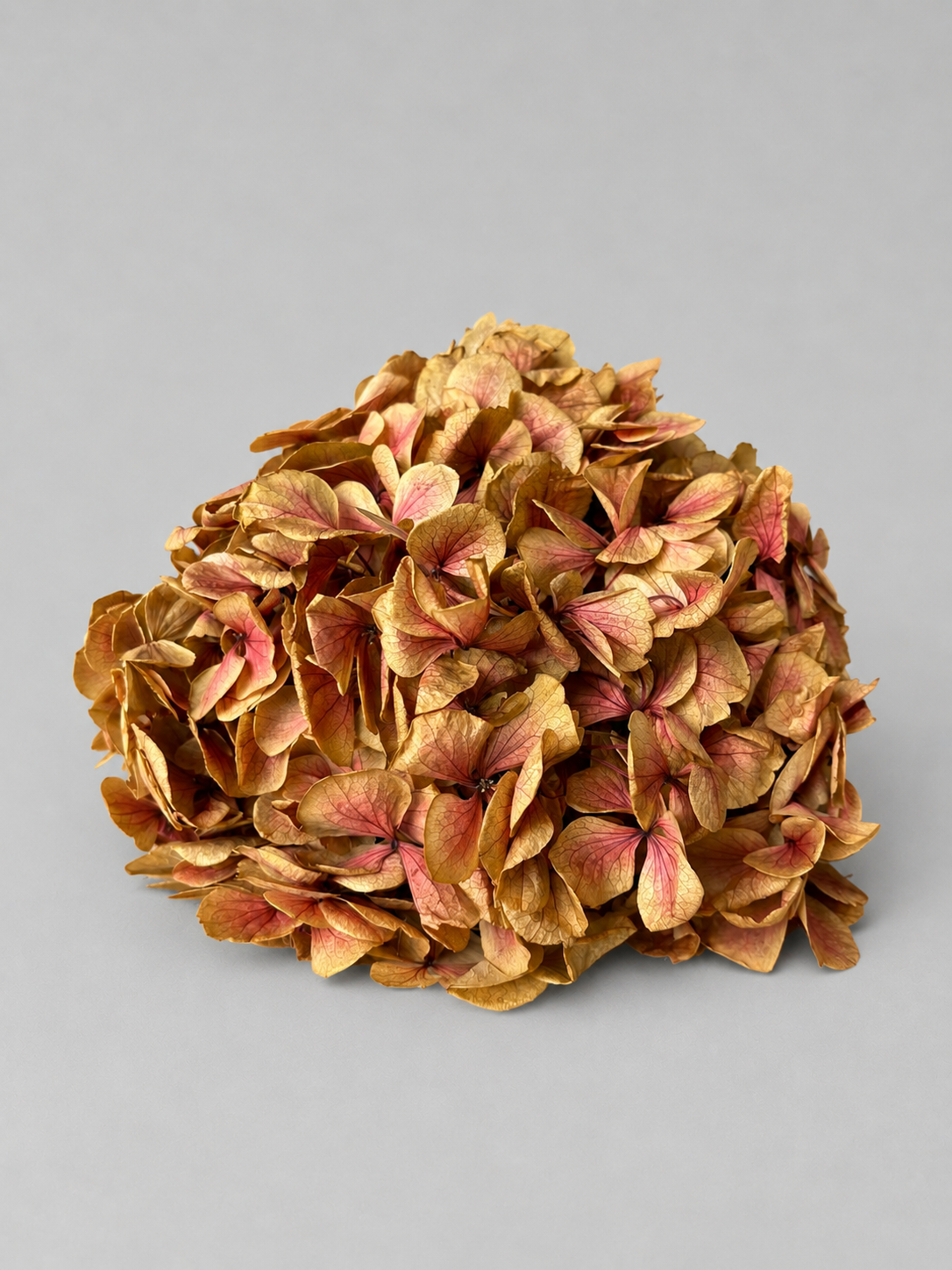 Hortensia Crema / rosado