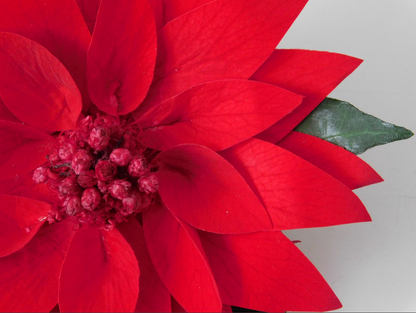 Poinsettia
