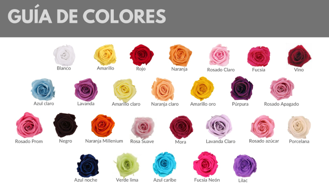 Rosa tallo estándar