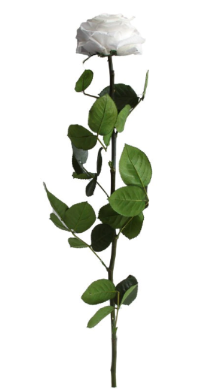 Rosa tallo premium