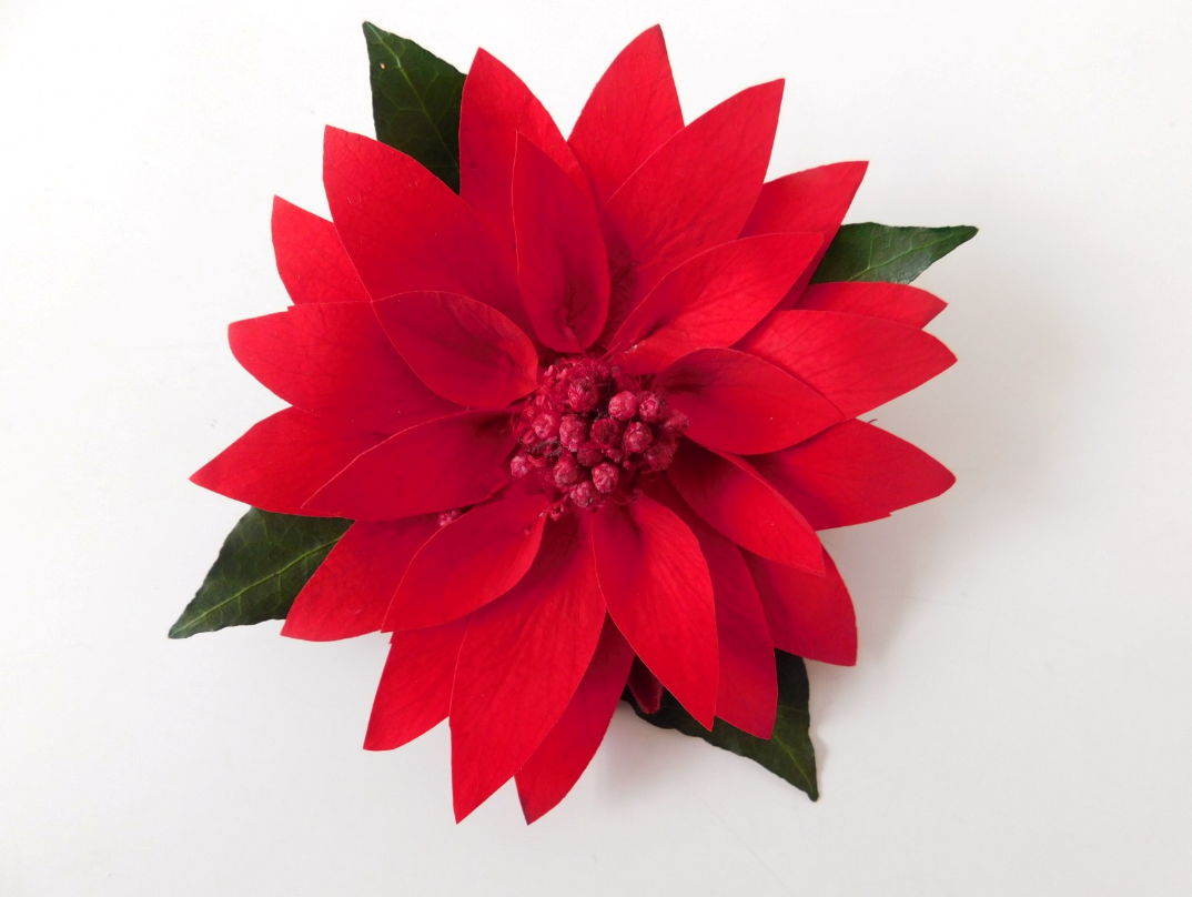 Poinsettia