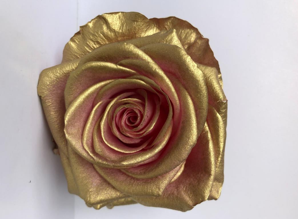 Rosa premium Vintage cabeza