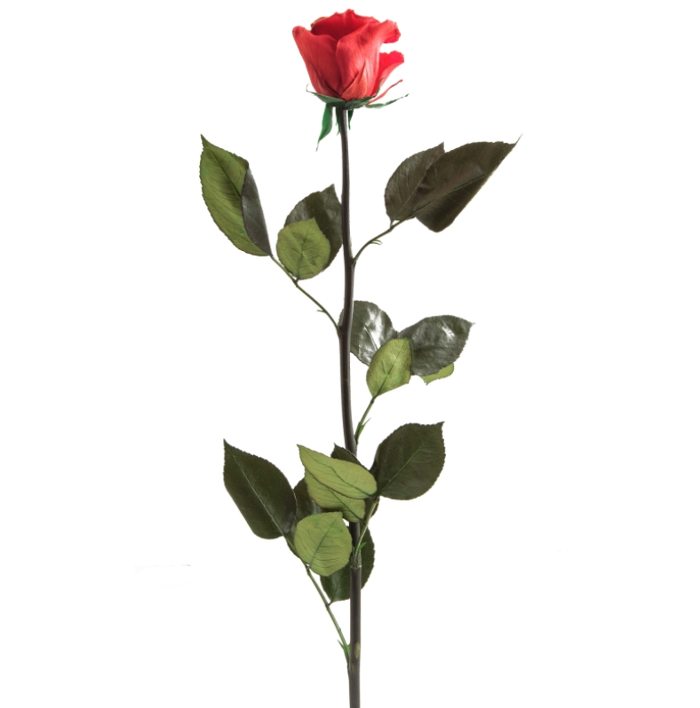 Rosa tallo estándar