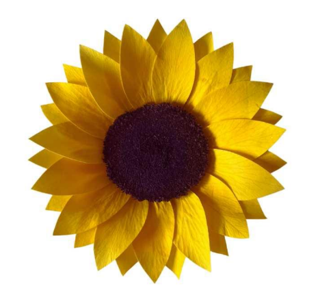 Girasol mediano
