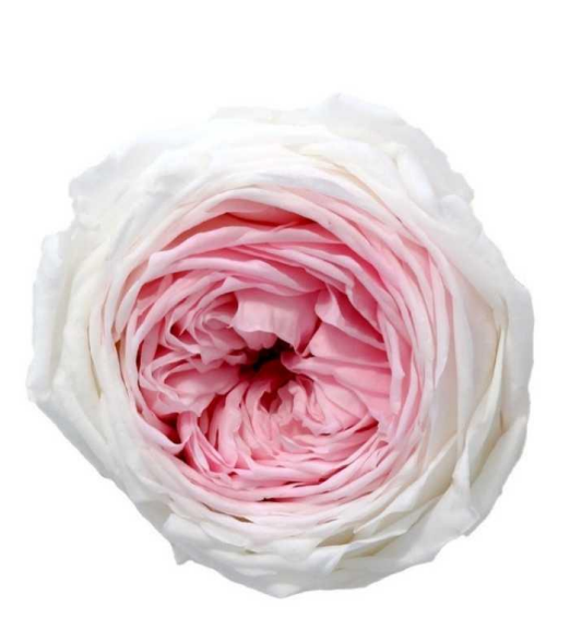 Rosa de Jardín Bicolor