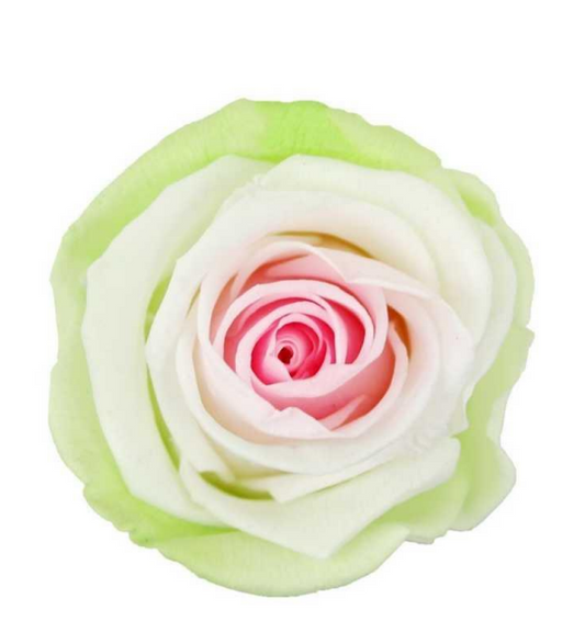 Rosa premium Tricolor