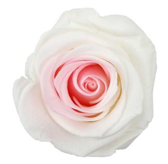 Rosa premium Bicolor