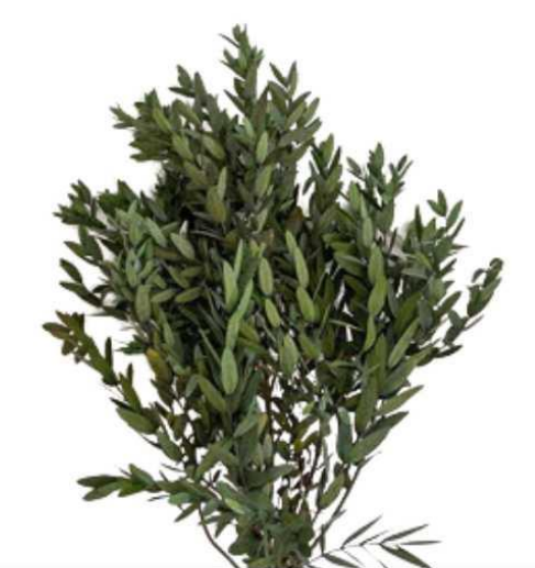 Eucalipto parvifolia