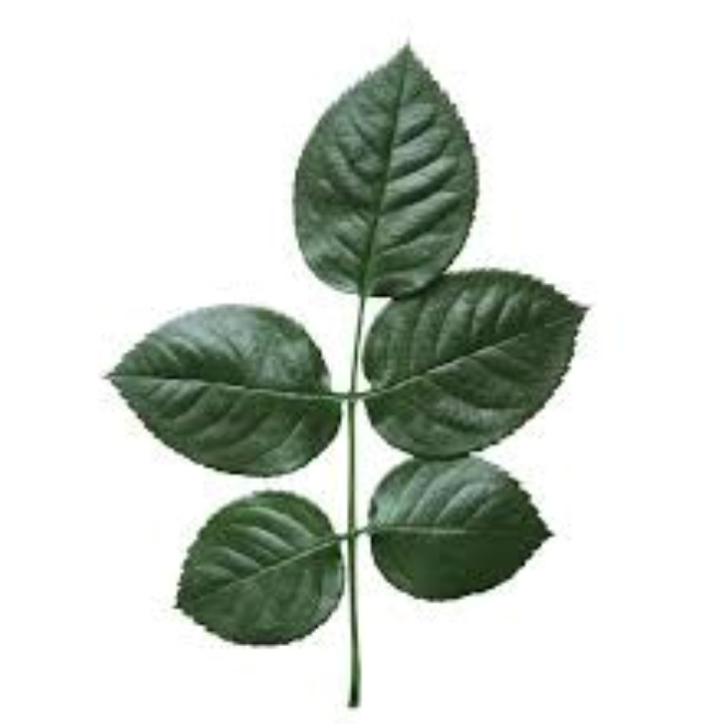 Hoja de rosa