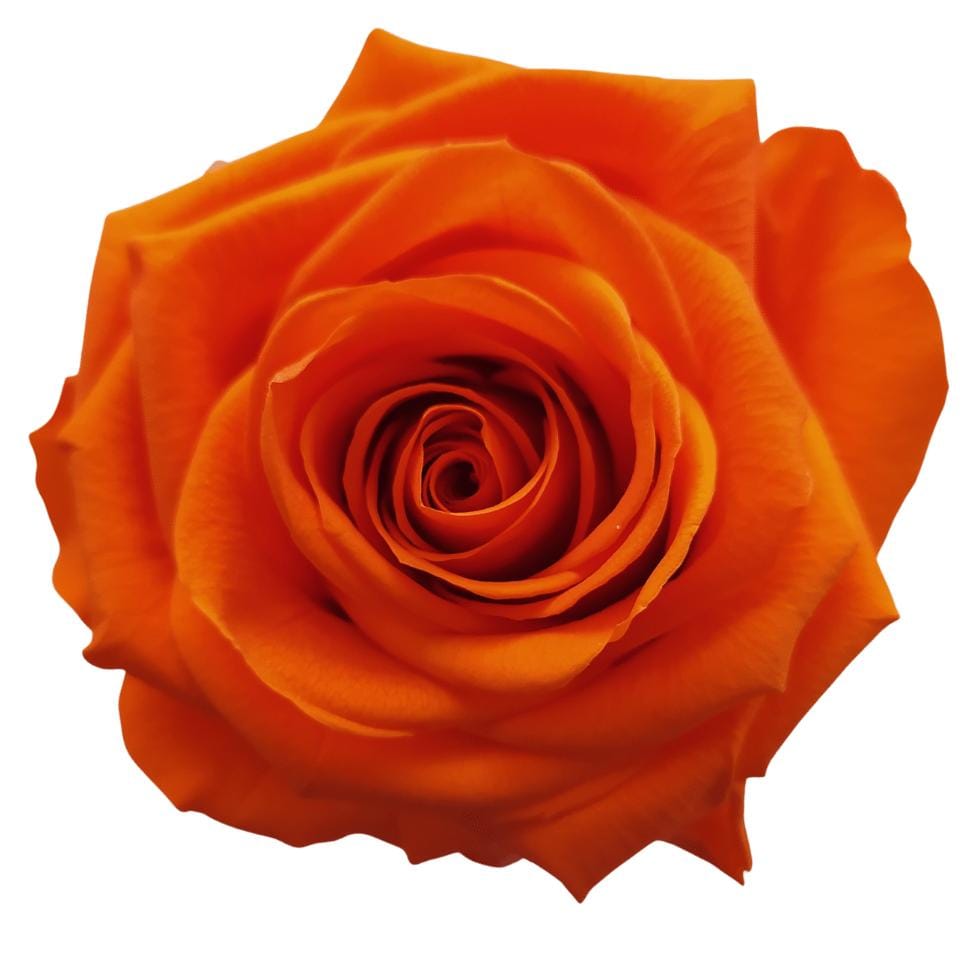 NARANJA MILENIUM (29)