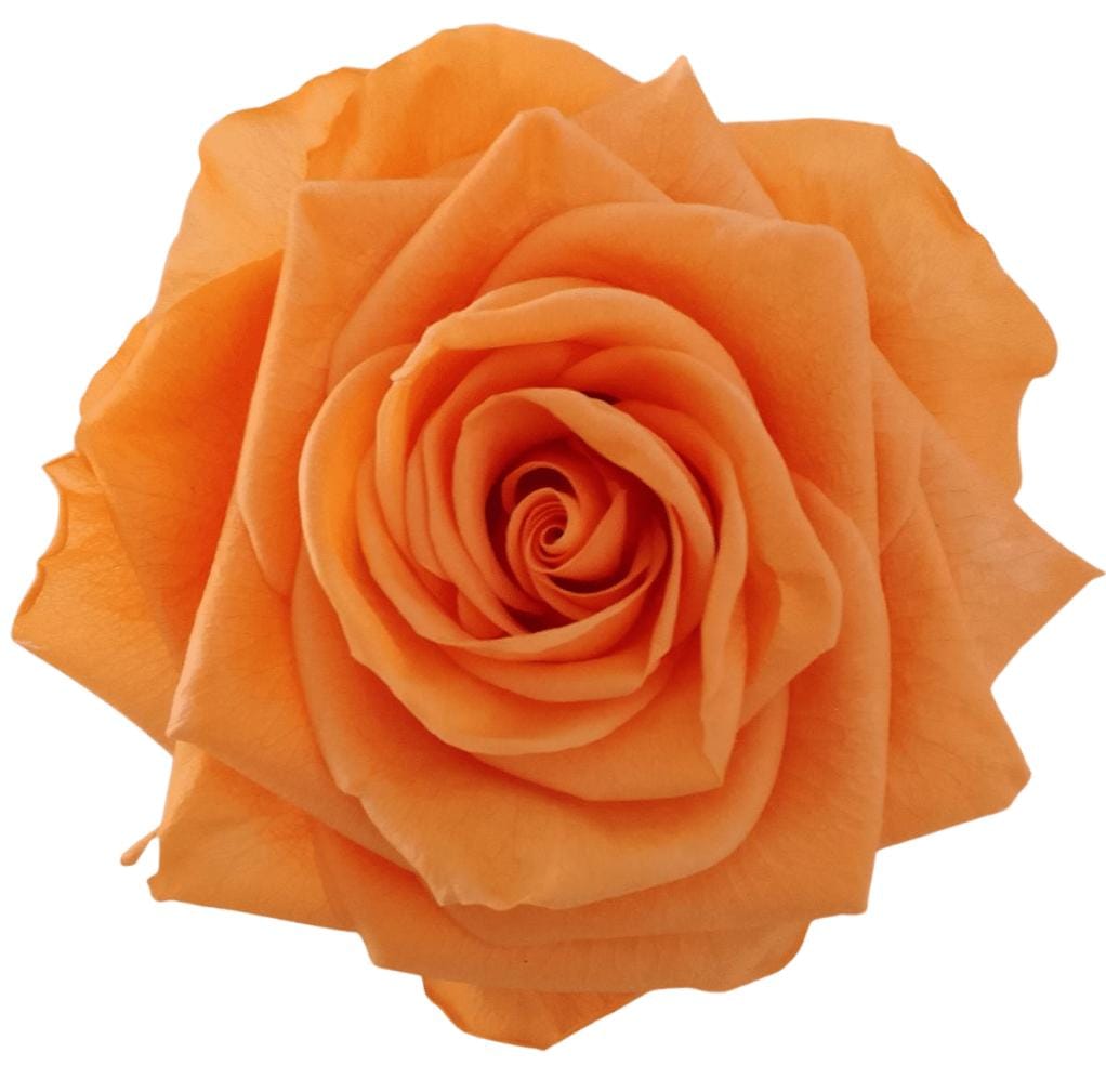 NARANJA ( 6 )
