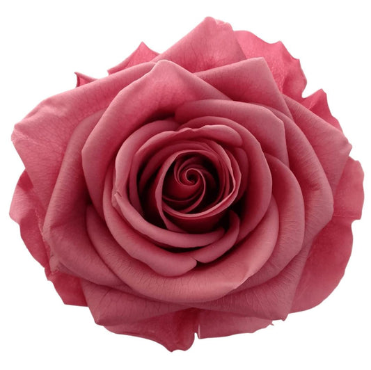 ROSADO APAGADO ( 20 )