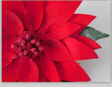 Poinsettia
