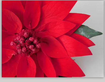 Poinsettia