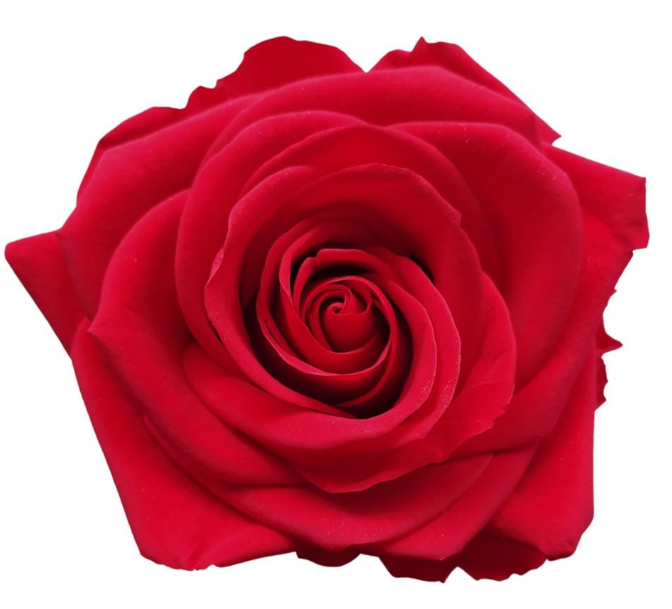 ROJO ( 5 )
